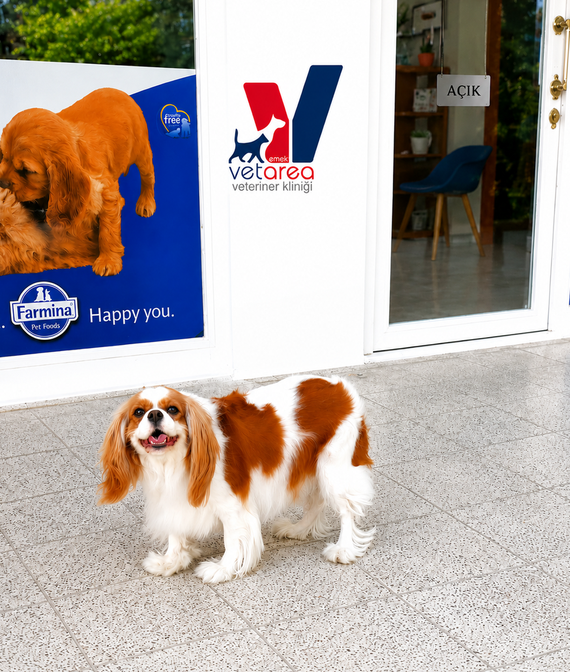 Veteriner kliniğinde muayene edilen bir köpek