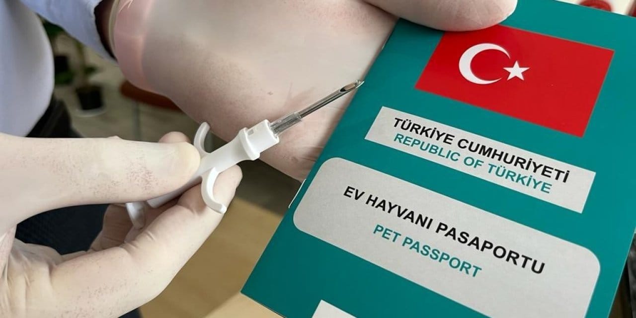 Seyahat hazırlıkları için araç yanında bekleyen bir köpek